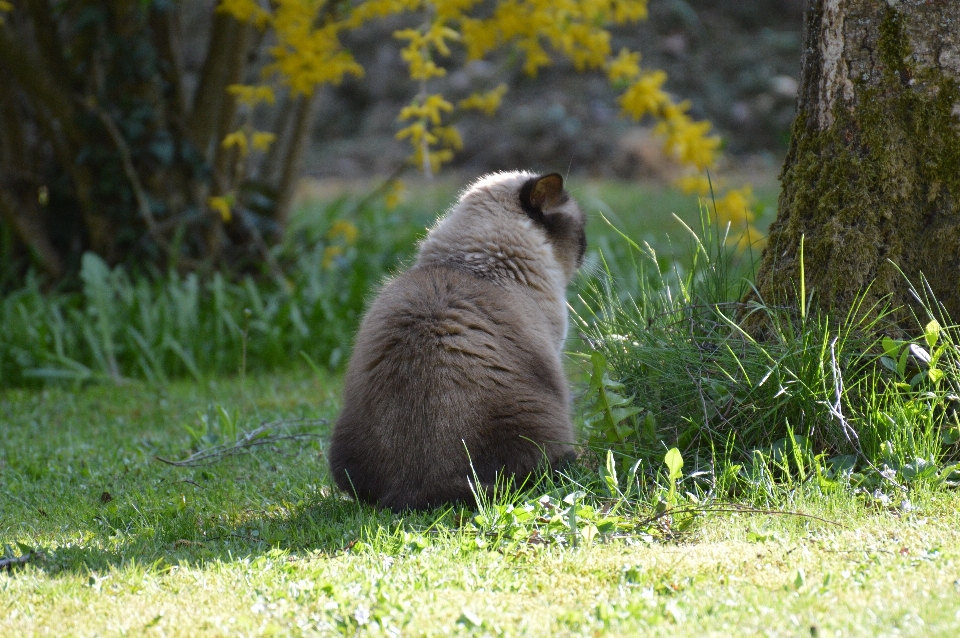 甘い 動物 かわいい クマ