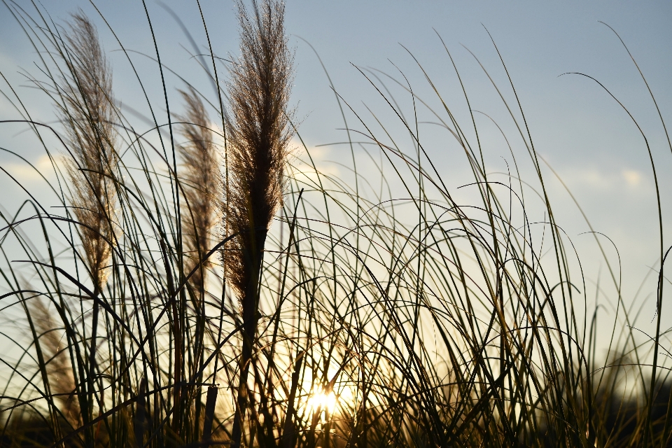 Drzewo natura trawa oddział