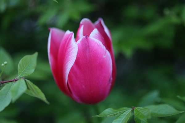 Nature blossom plant flower Photo