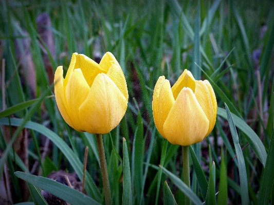 Plant flower petal tulip Photo