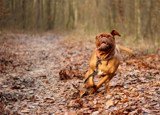 Foto Correre cucciolo cane femmina