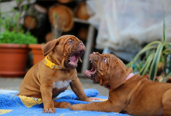 Foto Anak anjing perempuan mamalia