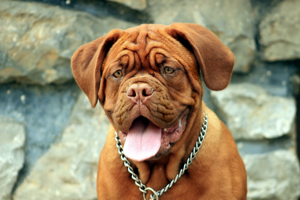 Cachorro perro femenino mamífero