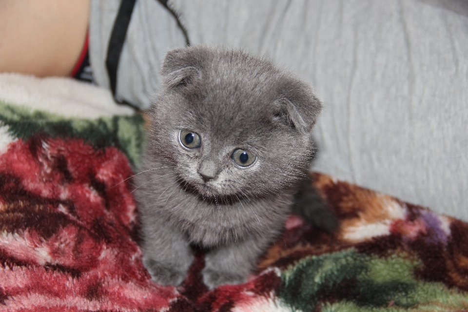 Gattino gatto mammifero basettoni
