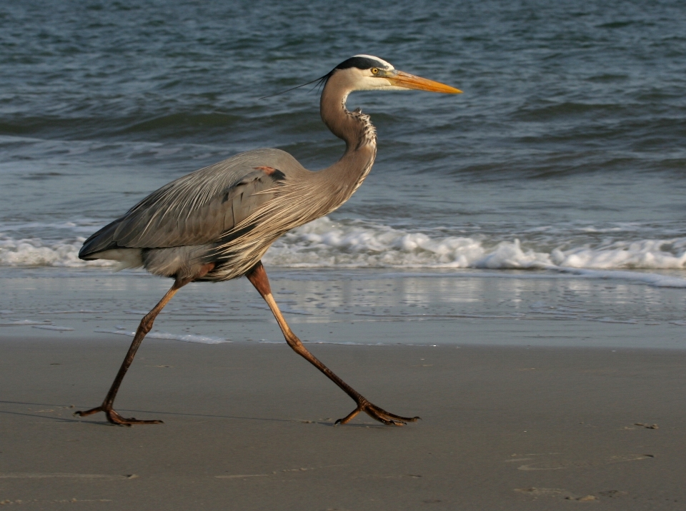 Beach sea water nature