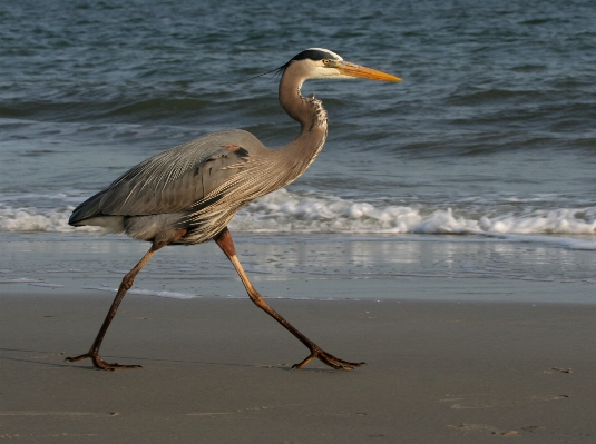 Beach sea water nature Photo