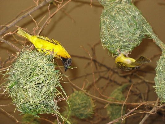 Zweig vogel blatt blume Foto