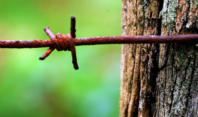 Tree nature branch fence Photo