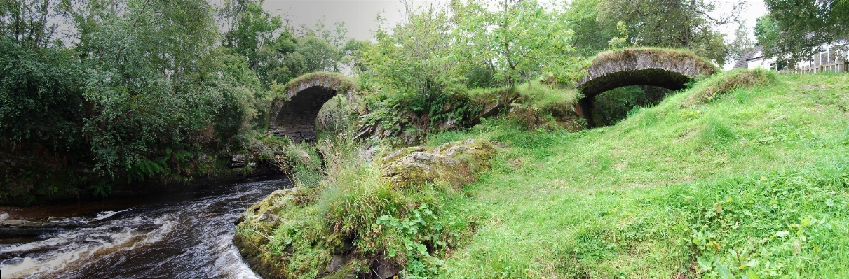 Forest trail bridge river Photo