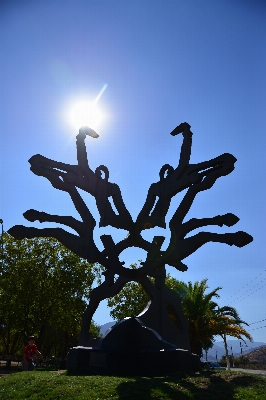 Tree silhouette light plant Photo