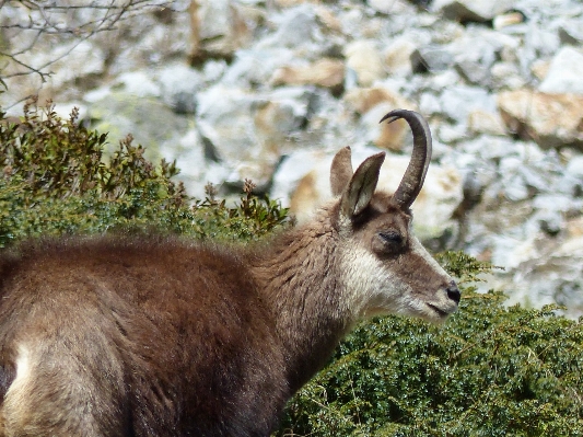 Nature mountain wildlife wild Photo