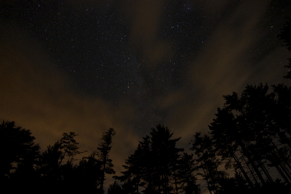 Nature forest sky night Photo