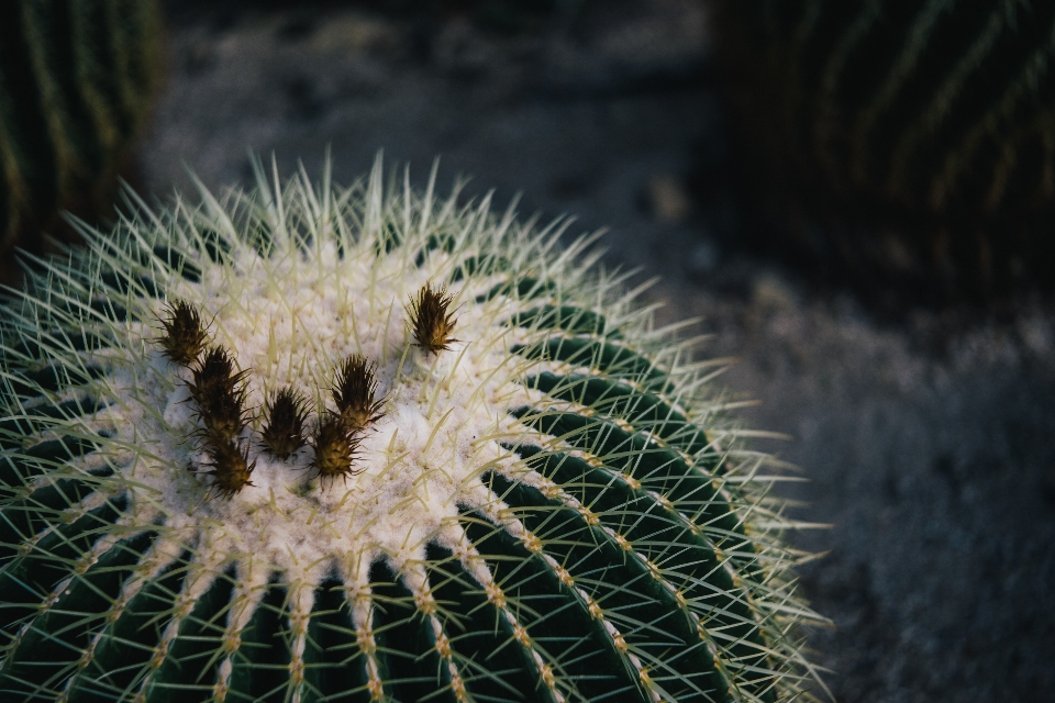 Natura cactus
 pianta fiore