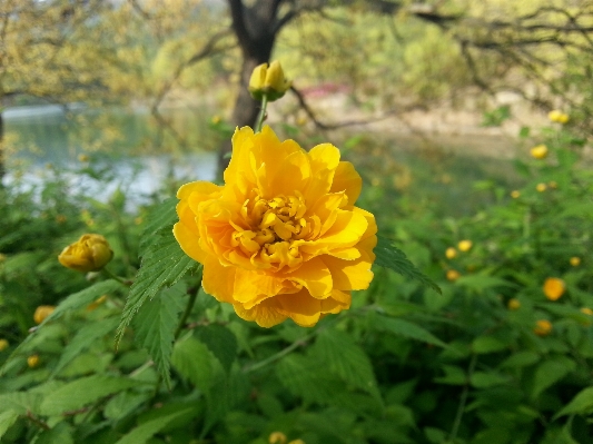 Landscape nature blossom plant Photo