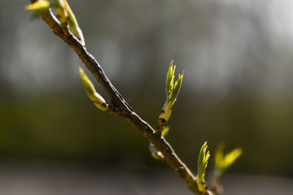 Tree nature grass branch Photo