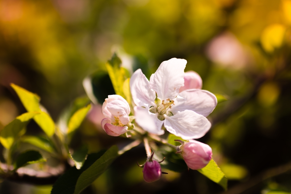 Albero natura ramo fiore