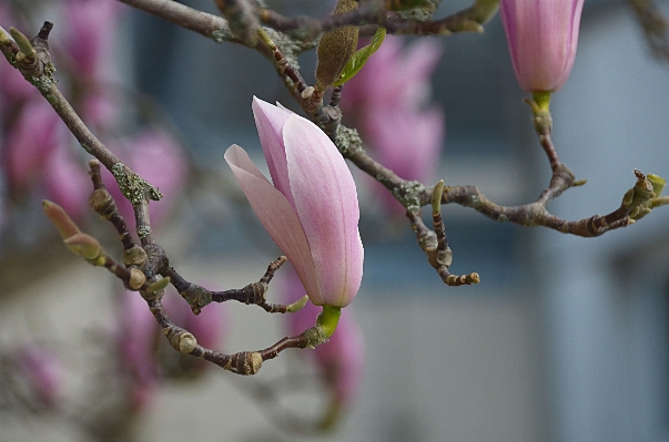 Tree nature branch blossom Photo