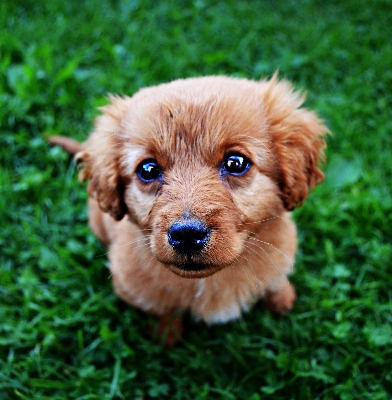 子犬 犬 動物 かわいい 写真