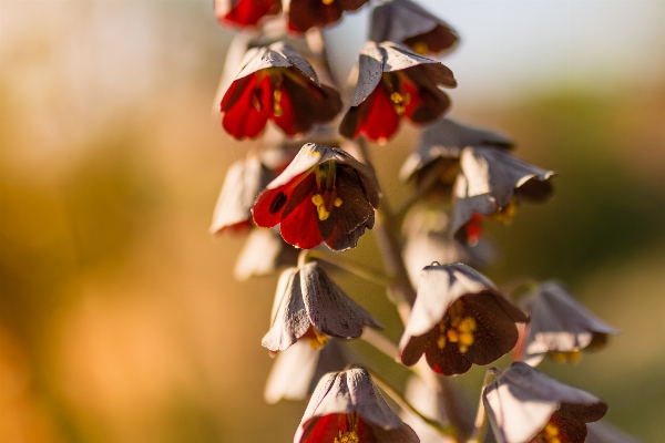 Nature blossom plant white Photo