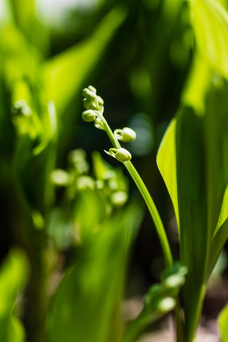 Natureza grama plantar folha