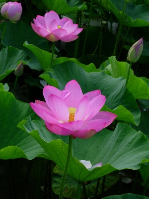 植物 花 花弁 植物学
 写真