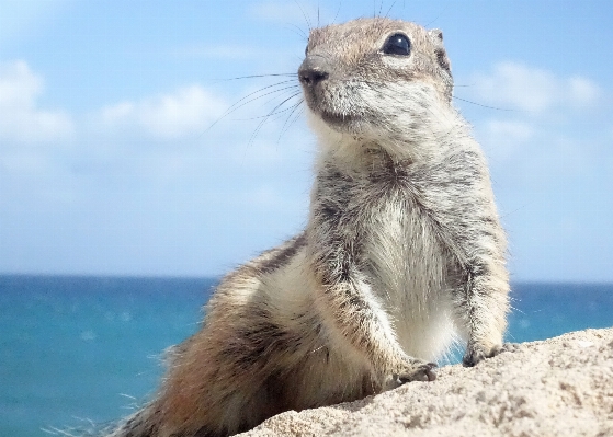 かわいい 野生動物 毛皮 哺乳類 写真