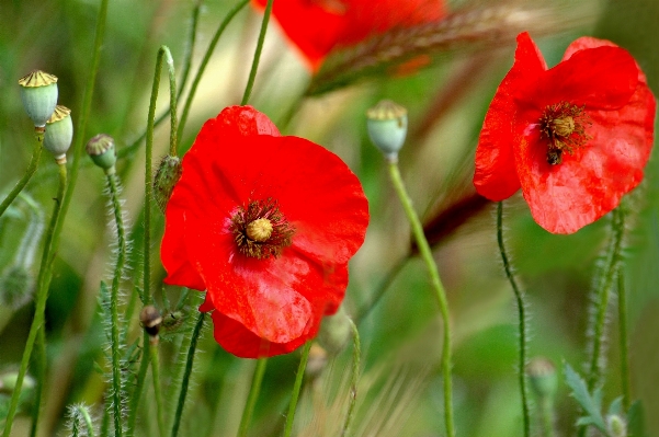 Nature plant meadow flower Photo