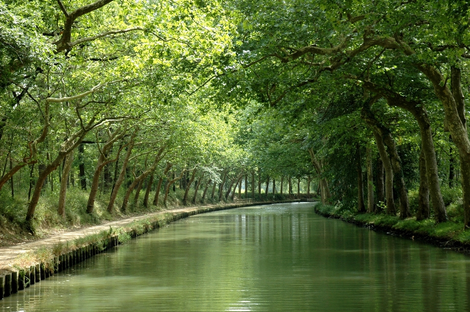 Lanskap pohon alam hutan