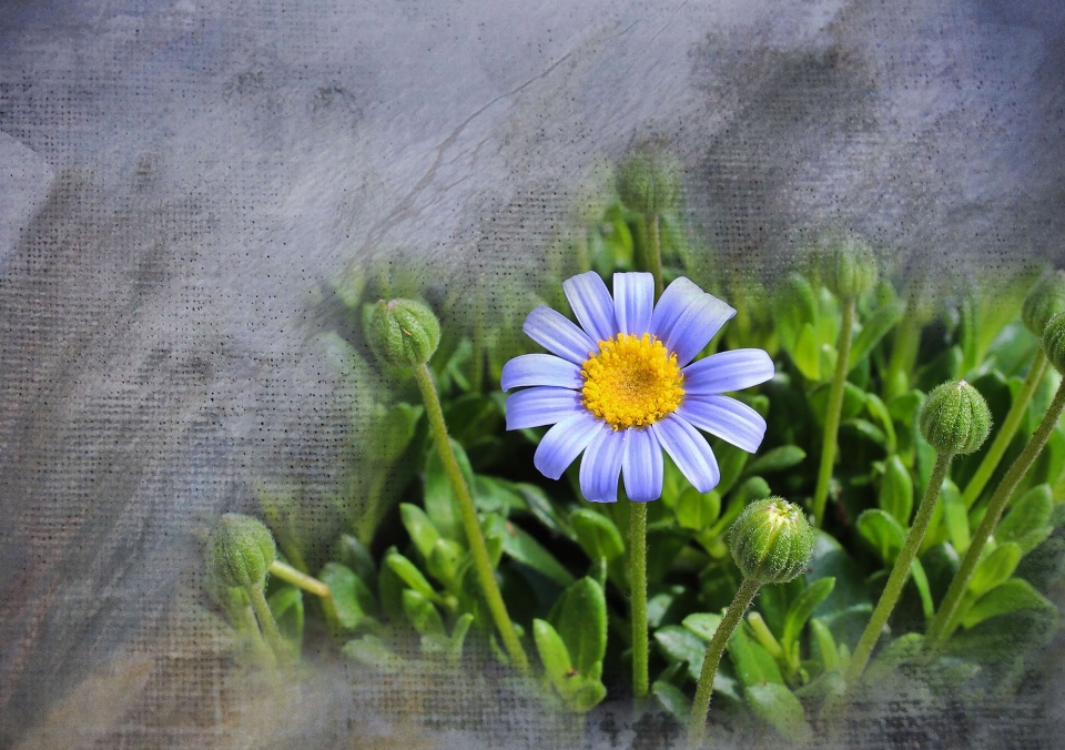 Natura erba fiore pianta