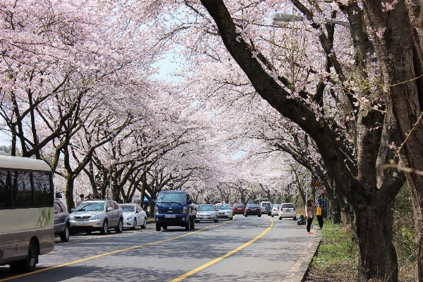 Tree nature blossom plant Photo