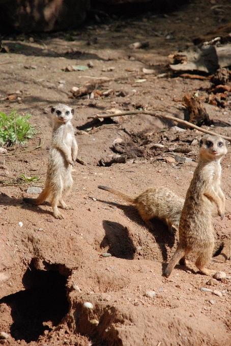 Natura sabbia deserto animale