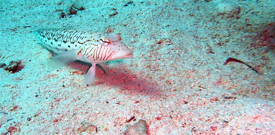 Eau animal plongée clair