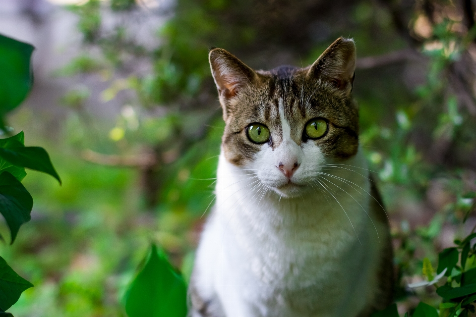 Animale verde gatto simbolo