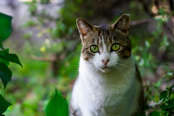 Foto Animal verde gato símbolo