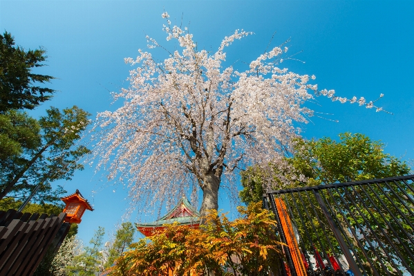 Landscape tree nature branch Photo