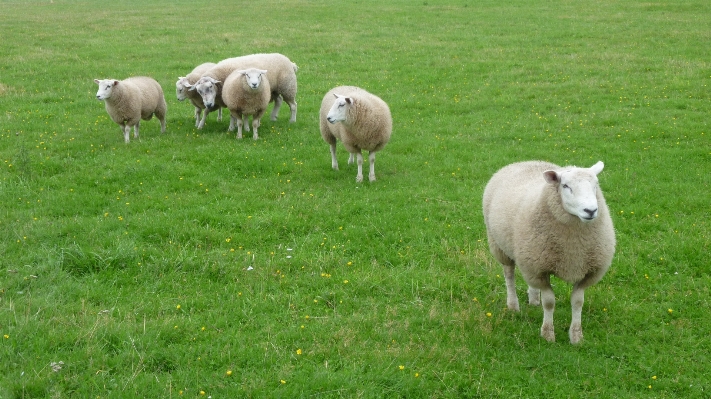 Gras feld bauernhof wiese
 Foto