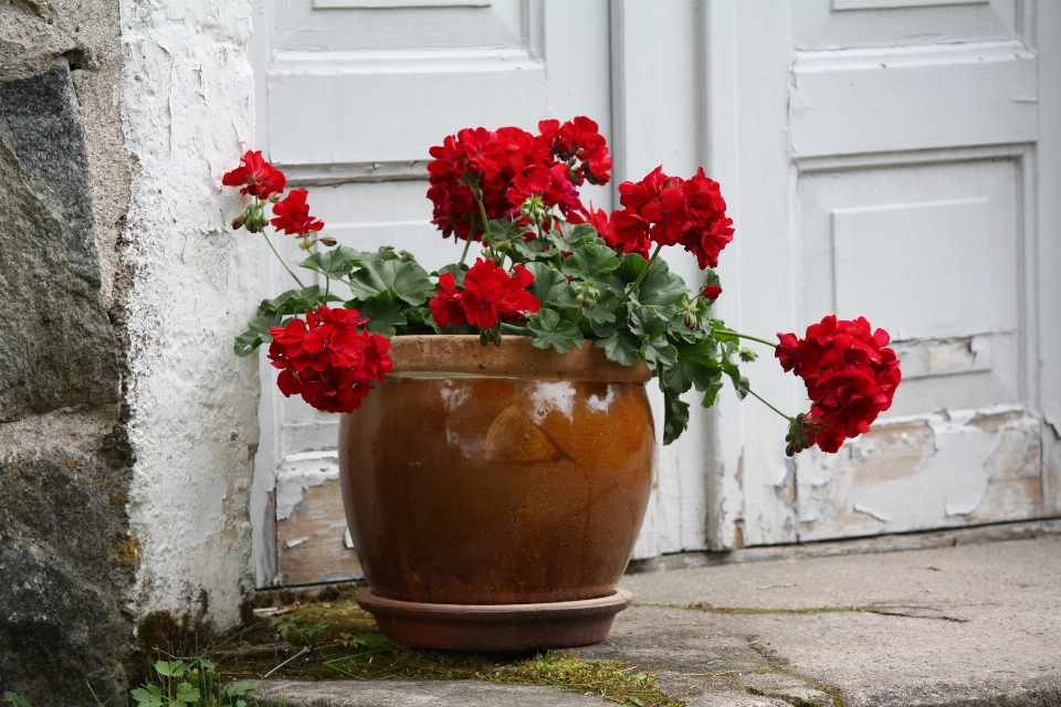 Plant flower pot stone