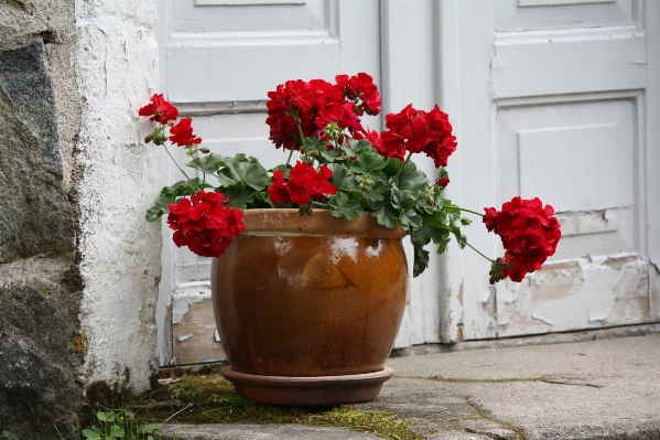 Plant flower pot stone Photo