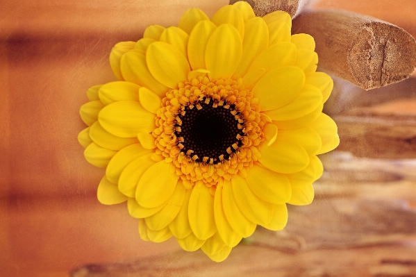 Blossom plant flower petal Photo