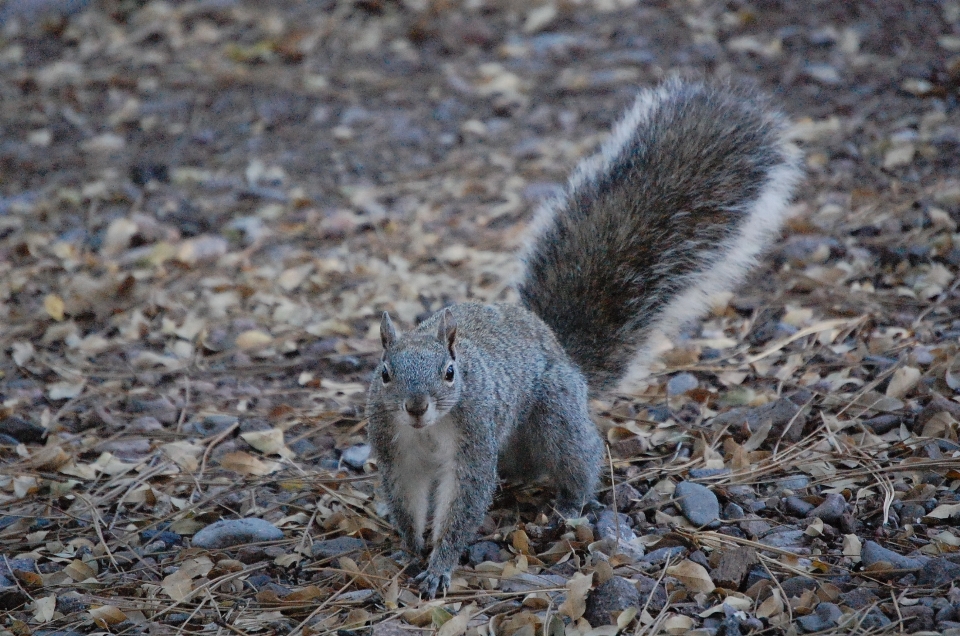 Nature fall animal looking