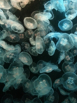 Glowing dark underwater biology Photo