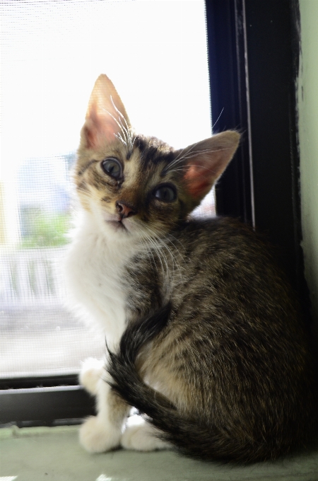 Janela animal bicho de estimação gatinho