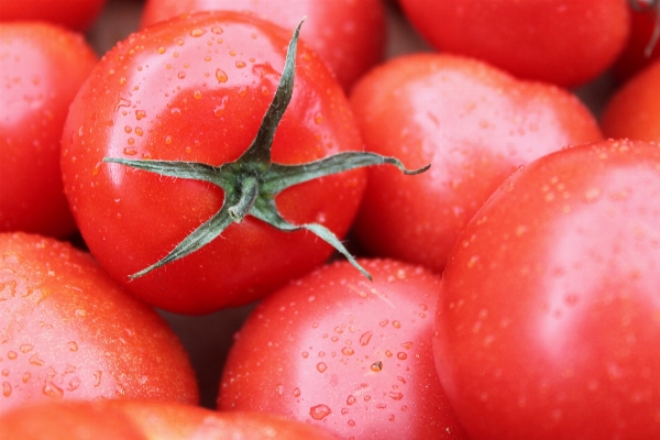 Water plant fruit wet Photo