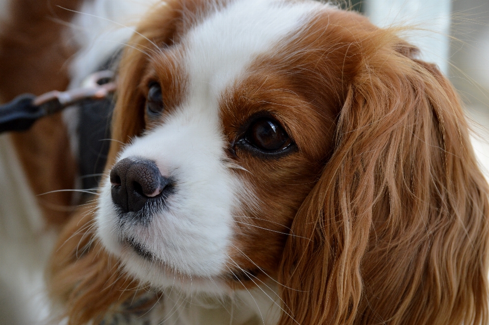 Blanc chiot chien animal