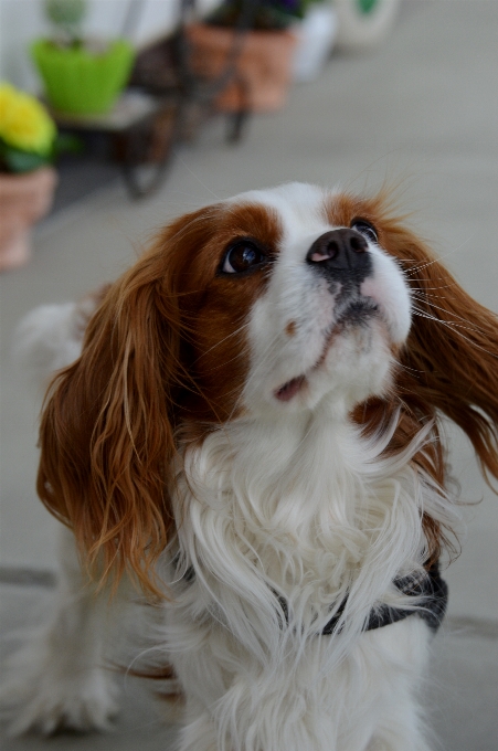 白 犬 動物 かわいい