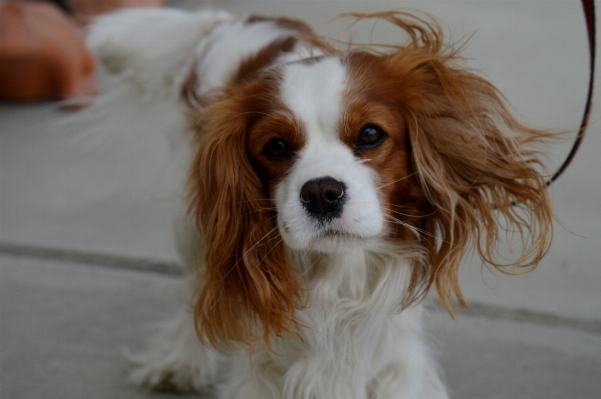 Foto Branco cachorro animal bonitinho