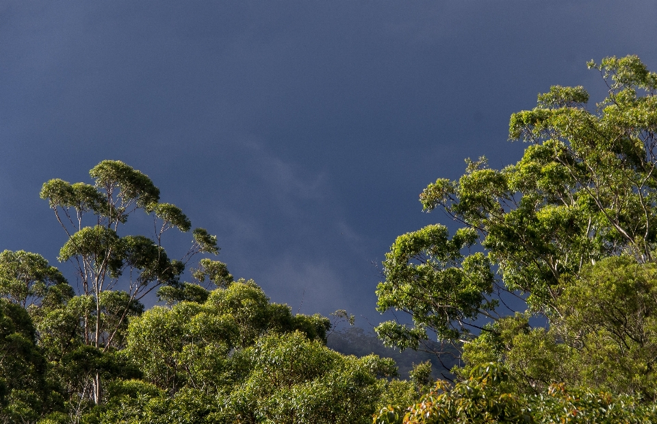 Tree nature forest grass