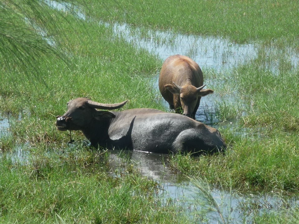 Natureza animais selvagens buzina gado