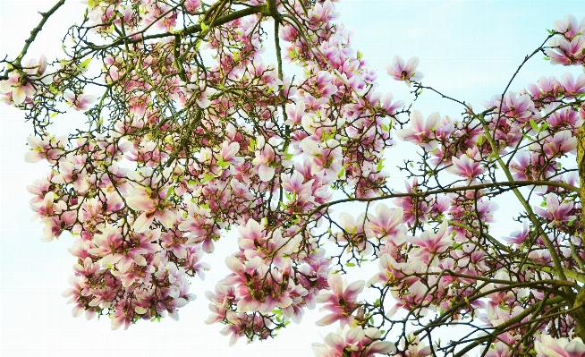 Tree branch blossom plant Photo