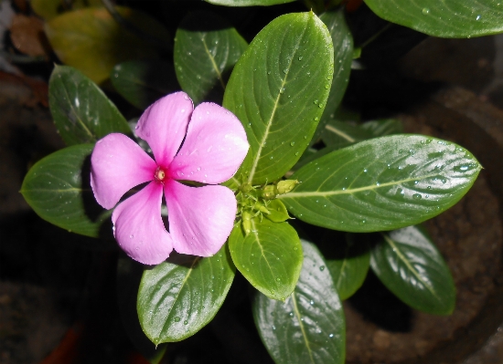 Nature blossom plant leaf Photo